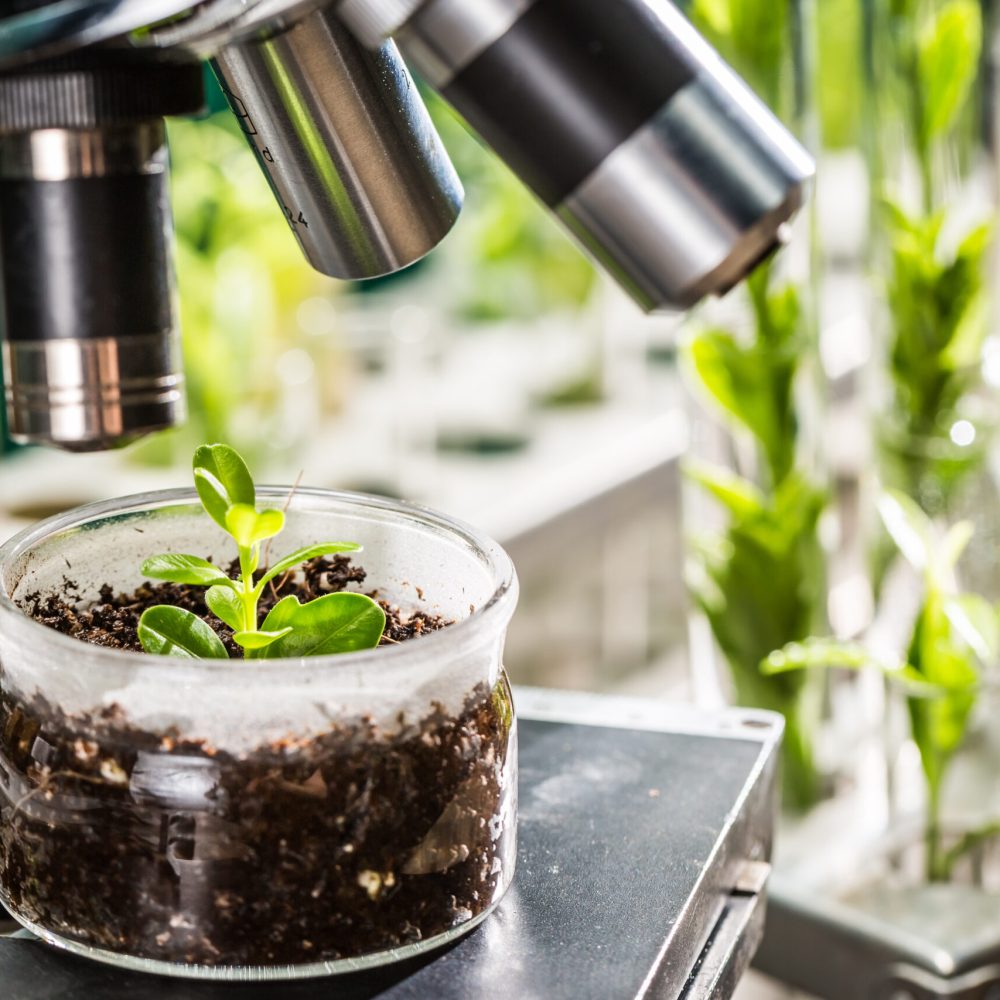 Academic,Laboratory,Exploring,New,Methods,Of,Plant,Breeding Academic,Laboratory,Exploring,New,Methods,Of,Plant,Breeding